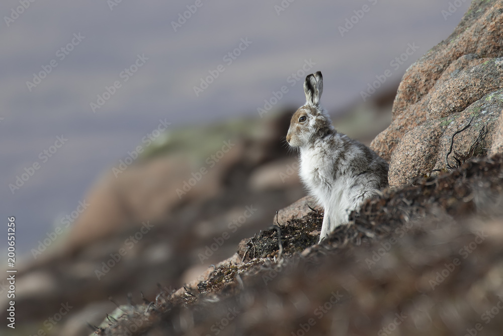 mountain hare, lepus timidus, posing and sitting on a sunny day on a slope in the cairngorms national park, scotland in april.