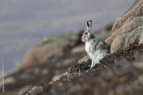 Obraz na płótnie mountain hare, lepus timidus, posing and sitting on a sunny day on a slope in the cairngorms national park, scotland in april. w salonie