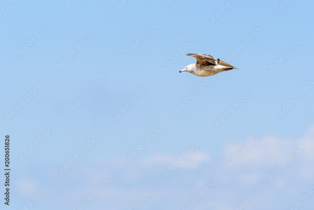 Fototapeta premium Sea Gull flying lake Michigan in Gary Indiana