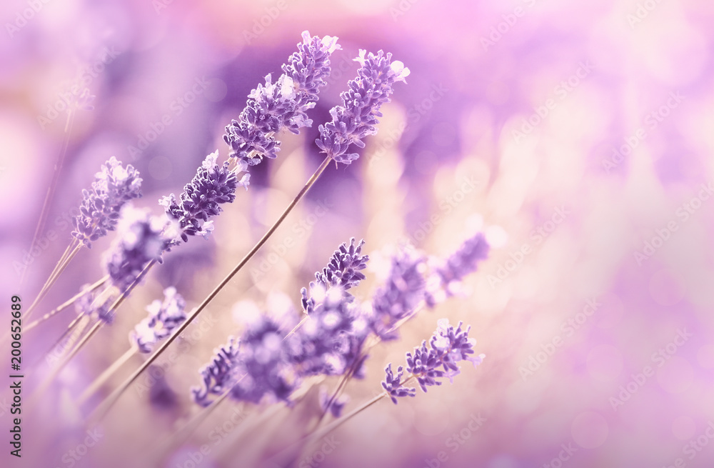 Fototapeta premium Soft focus on lavender flower, beautiful lavender in flower garden