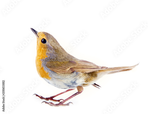 robin (Erithacus rubecola)