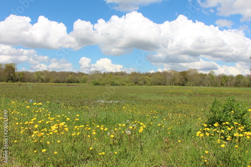 Paysage campagne ensoleillée prairie verte avec fleurs jaunes ciel bleu et nuages