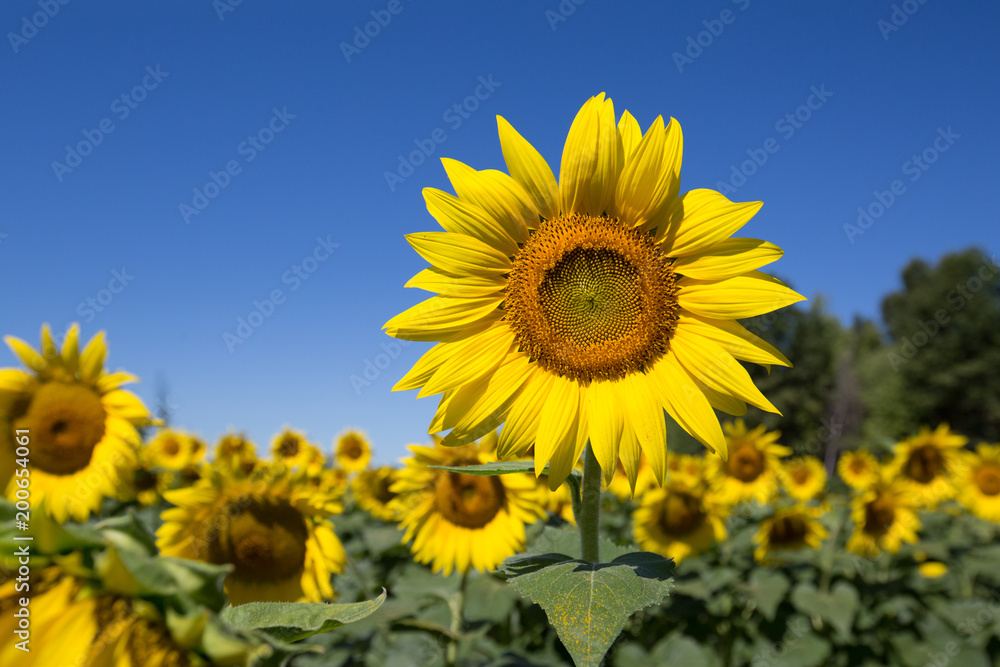 Beautiful Sunflower