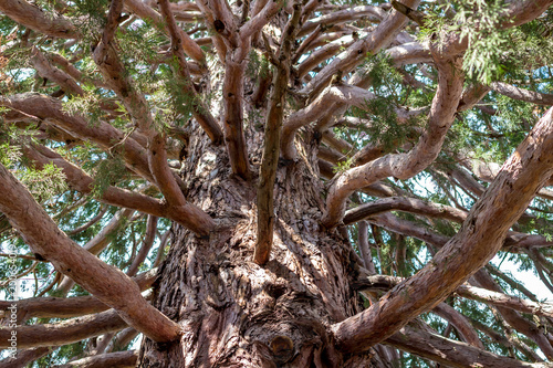 Sequoiadendron giganteum or giant sequoia in Massandra, Crimea
 photo