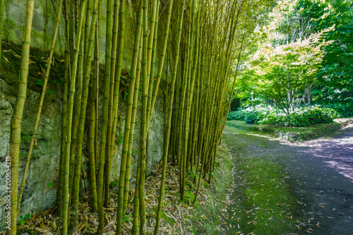 Bamboo forest trail in Fornas  azores  Portugal