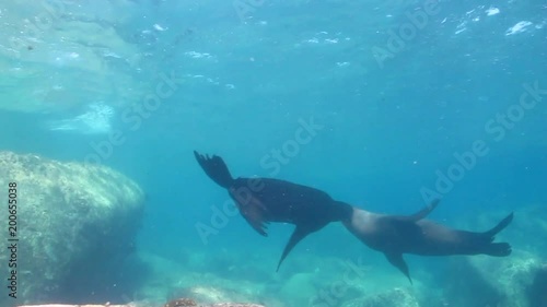 Wallpaper Mural Californian sea lion (Zalophus californianus) swimming and playing in the reefs of los islotes in Espiritu Santo island at La paz,The world's aquarium. Baja California Sur,Mexico. Torontodigital.ca