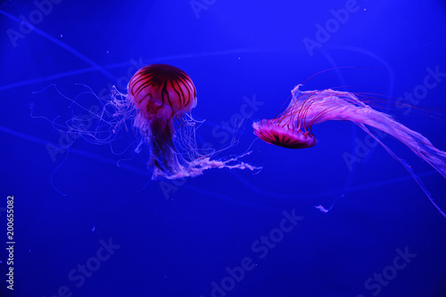 Valencia, Spain; 11.03.2017; Dance of red jellyfish
