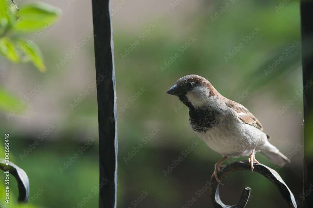Fototapeta premium yem bekleyen erkek serçe 