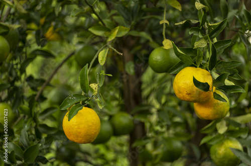 Wallpaper Mural Pé de tangerina em quintal de residência brasileira Torontodigital.ca