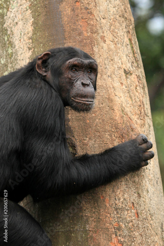 Fototapeta Naklejka Na Ścianę i Meble -  Chimpanzee - Uganda