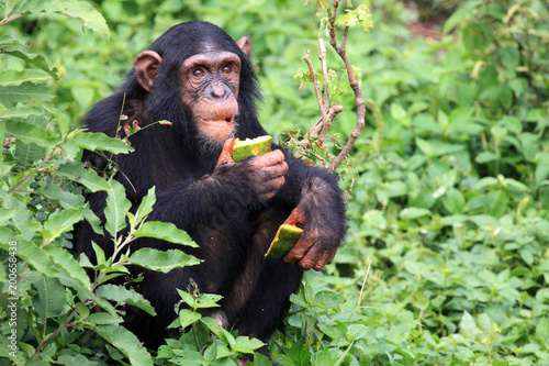 Obraz na plátně Chimpanzee - Uganda