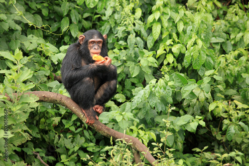 Valokuvatapetti Chimpanzee - Uganda