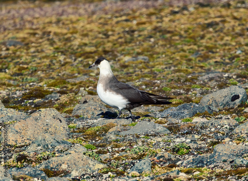 Arctic Skua is real predator and robber for Arctic bird photo