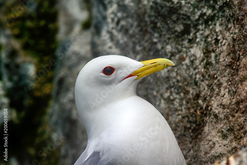 Kittiwakes - portrait of Seagull photo