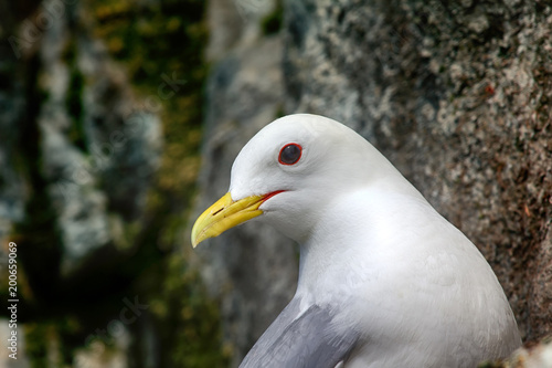 portrait of Seagull - Kittiwake photo