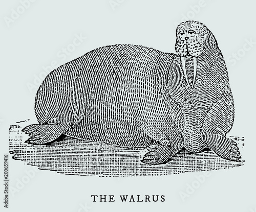 The huge walrus odobenus rosmarus (after a historical or vintage illustration from the 18th century). Easy editable in layers
