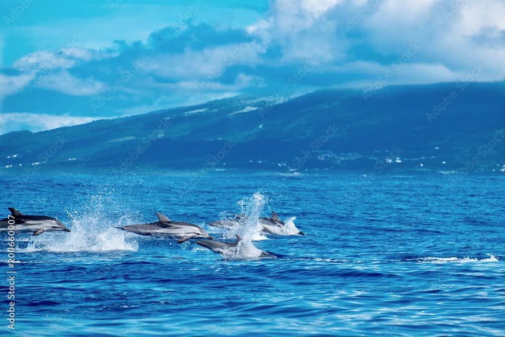 Φωτογραφία Striped dolphins skimming and jumping in the Atlantic Ocean near to Pico Island