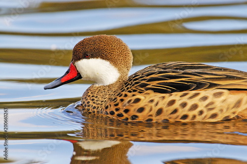 White-cheeked Pintail (Anas bahamensis) photo