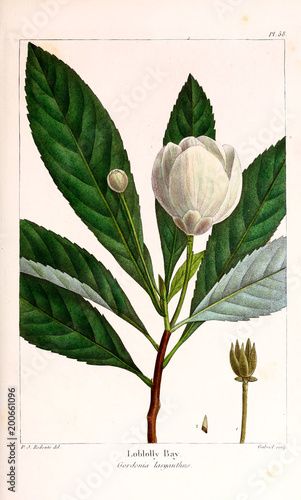 Illustration of plant photo