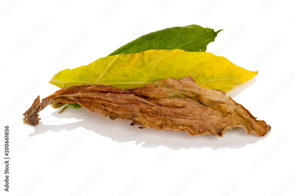 Fototapeta premium Fresh and dried tobacco leaves from above