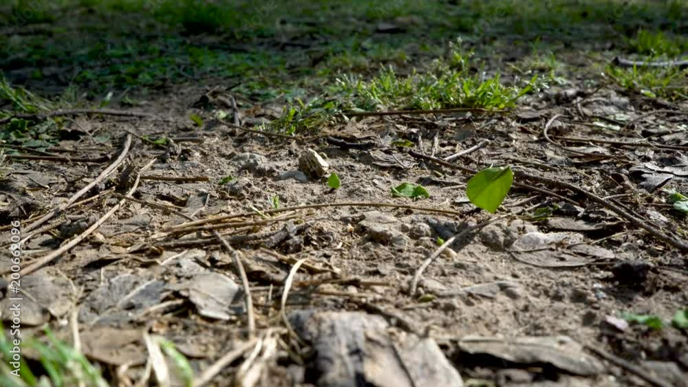 It's hard to carry large leaves to ants It's hard to carry large leaves to ants
