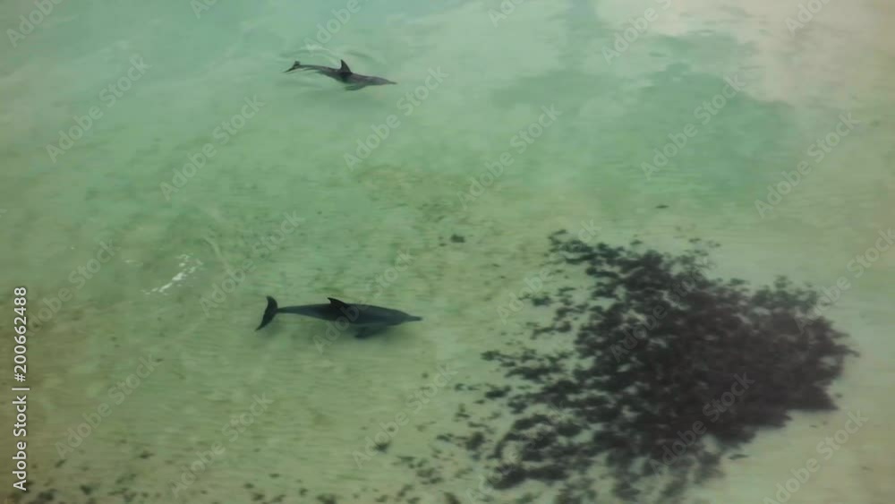 A beautiful aerial scenic shot of dolphins in shark bay Australia. A beautiful aerial scenic shot of dolphins in shark bay Australia.
