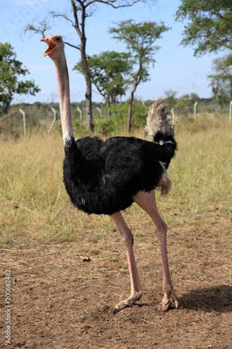 Ostrich - Uganda, Africa