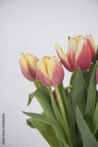 Tulips Pink and Yellow