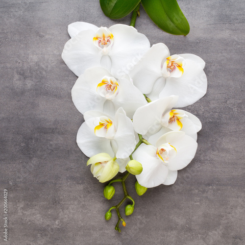 Beauty orchid on a gray background. Spa scene.