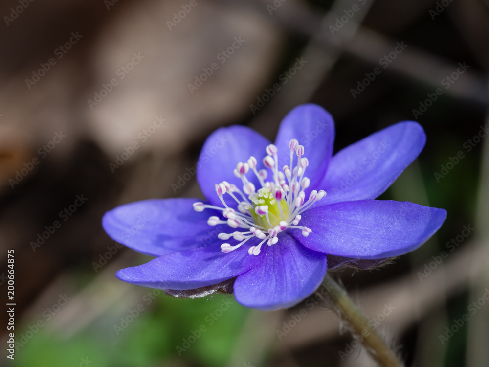 Hepatica flower blooming in the spring forest Hepatica flower blooming in the spring forest