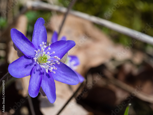 Hepatica flower blooming in the spring forest