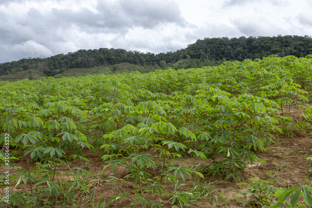 Lavoura de mandioca em propriedade ruralde Guarani, Minas Gerais Lavoura de mandioca em propriedade ruralde Guarani, Minas Gerais