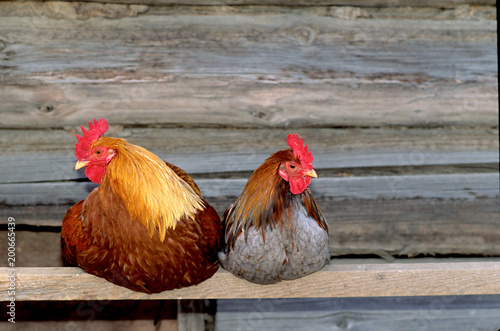 Very colorful Roster and Hen sitting on perch and looking away from each other 