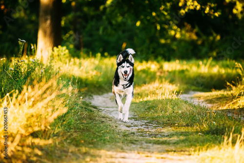 Fotografía Young Happy Husky Eskimo Dog Runnig In Forest Lane Outdoor.