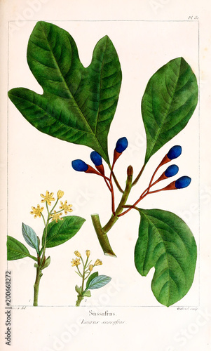 Illustration of plant