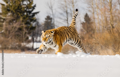 Tiger runs behind the prey. Hunt the prey in tajga in cold winter. Tiger in wild winter nature. Action wildlife scene, danger animal. © murmakova