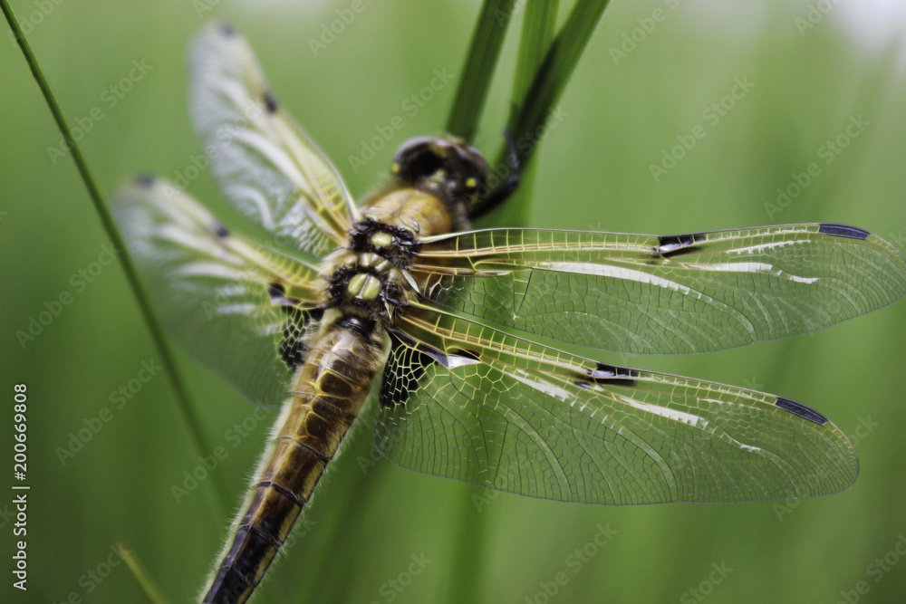 green dragonfly green dragonfly