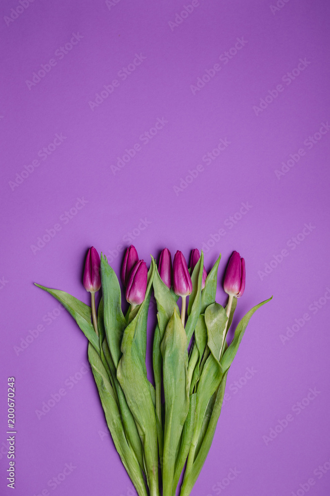 Beautiful purple tulip background. Purple tulips