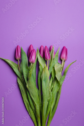 Beautiful purple tulip background. Purple tulips