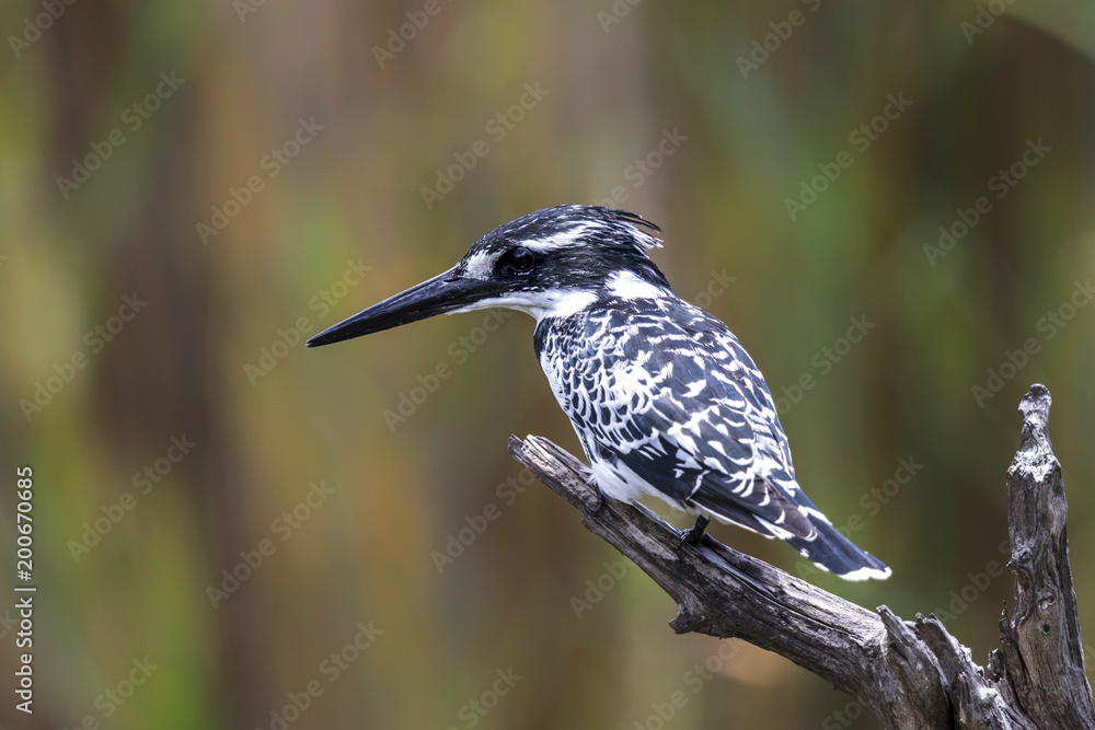 Obraz premium Pied kingfisher in Krugerpark in South Africa