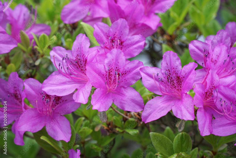close up on blooming purple rhododendron in spring