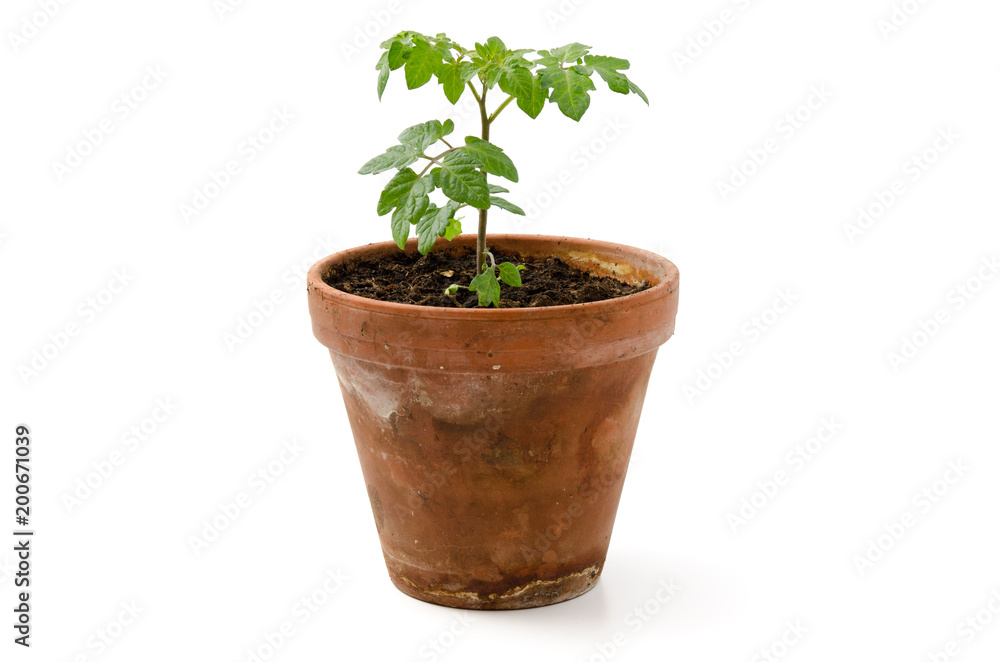 Fototapeta premium Tomatenpflanzen