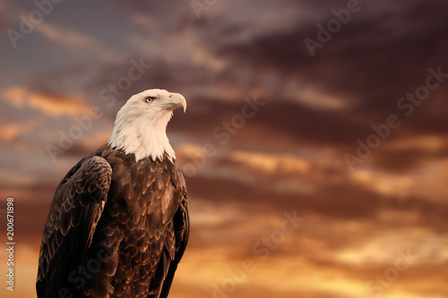 Print op canvas QUEBEC, QC - CANADA September 2012 : Portrait of a proud american bald eagle in front of a blurry cloudy sunset sky