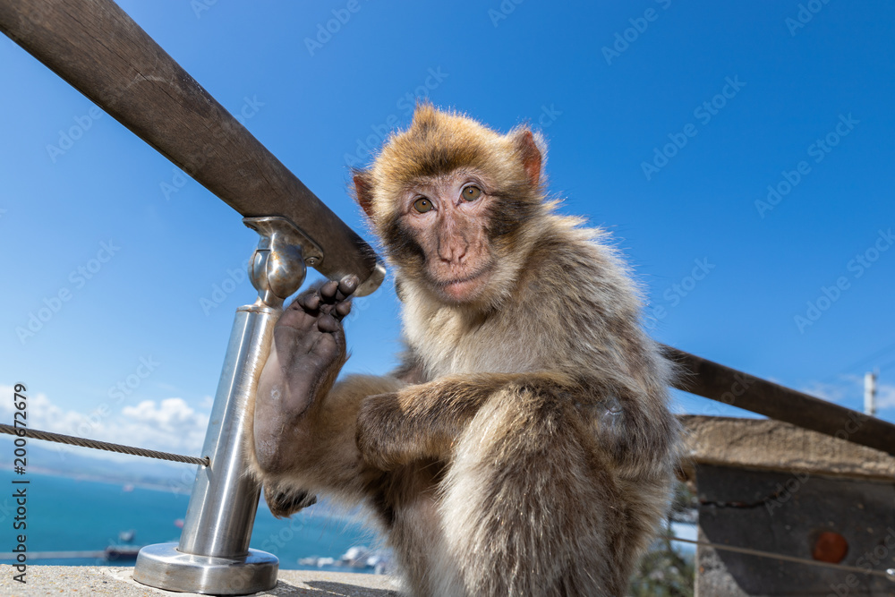 Naklejka premium Barbary macaques of Gibraltar