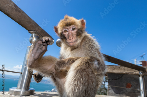 Barbary macaques of Gibraltar 