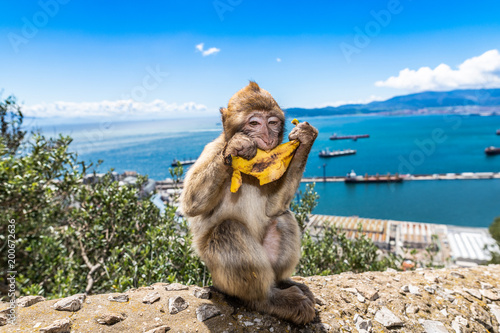 Barbary macaques of Gibraltar 