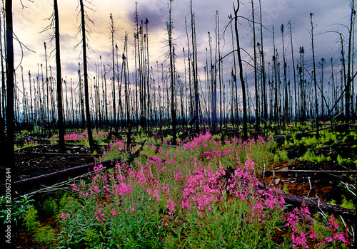Fotografie Fireweed is first plant to repopulate a burned forest, an example of plant succe