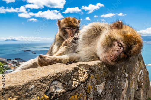 Barbary macaques of Gibraltar  photo