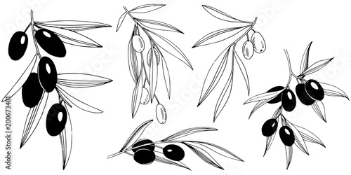 Olive tree in a vector style isolated. Full name of the plant: Branches of an olive tree. Vector olive tree for background, texture, wrapper pattern, frame or border.