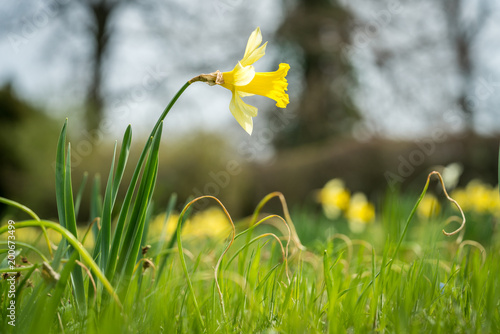 Fototapeta Naklejka Na Ścianę i Meble -  WUnderschöne Narzisse auf eine Wiese
